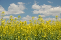 Field Canola Sky Hillier #2989