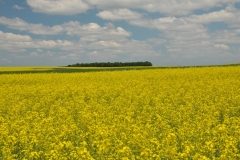 Field Canola Yellow Hillier #2990