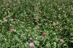 Field Clover (v) #1235