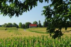 Field Corn #2816