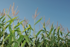 Field Corn Blue Sky #2991