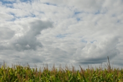 Field Corn Clouds #2845