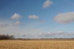 Field Corn Harvested #1720