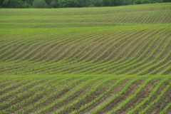 Field Corn Spring #2994