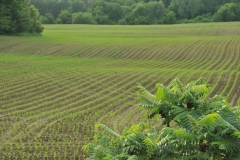 Field Corn Spring Bush #2995