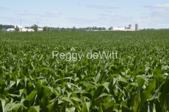 Field-Corn-Wellington-3683