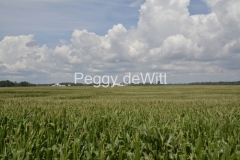 Field-Corn-Wellington-Sky-3684