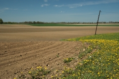 Field Early Spring #1139