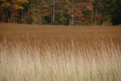 Field Fall Colours #1149