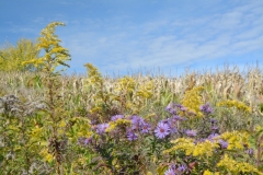 Field-Goldenrod-Fall-3906