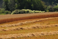Field Grain Bloomfield #2516