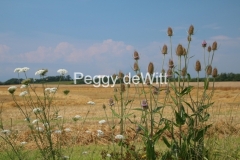 Field Grain Teasal  #3555