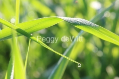 Field-Grass-Dewdrop-3685