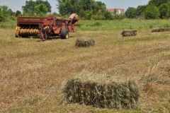 Field Hay Bales Brenda #3005