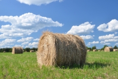 Field Hay Bales Round #3006