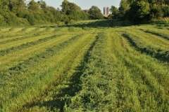 Field Hay Rows #3007