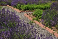 Field Lavendar Bricks Path #3010