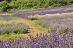 Field Lavendar Path #3013