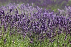 Field Lavendar Purple #3016