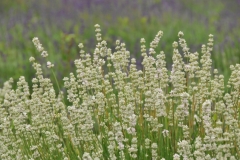 Field Lavendar White Closeup #3018