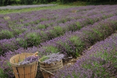 Field Lavender Baskets #2152