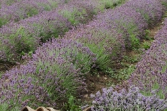 Field Lavender Baskets (v) #2154