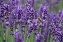 Field-Lavender-Bee-3911