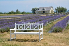 Field-Lavender-Bench-3912