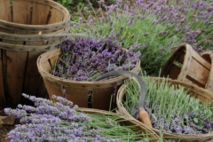 Field Lavender Harvest (v) #2158