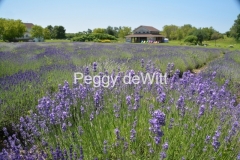 Field Lavender Shed #3202