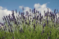 Field Lavender Sky #2149