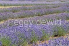 Field-Lavender-V-3910