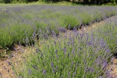 Field Lavender (v) #2147