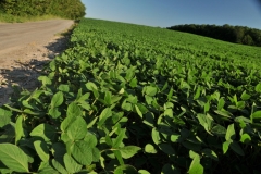 Field Soya Beans #3022