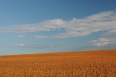 Field Soya Beans #3025