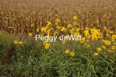 Field Yellow Flowers 1 #1147