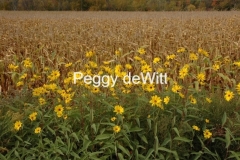 Field Yellow Flowers 2 #1148