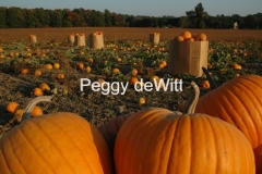 Pumpkin Field #647