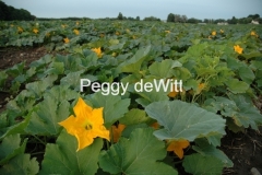 Pumpkin Field Blooming 05 #714