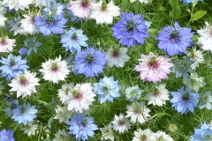 Flowers-Blue-Sally-3211