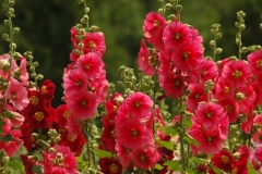Flowers-Hollyhocks-Red-Lots-3227