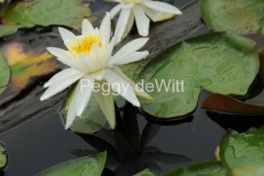 Flowers-Lily-Pads-Closeup-1666