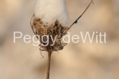 Flowers-Queen-Anns-Lace-Snow-v-3234