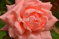 Flowers-Rose-Peachy-3723