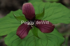 Flowers-Trilliums-Red-2531