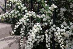 Flowers-White-Steps-3247