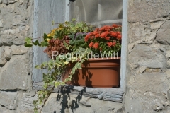 Flowers-Window-Box-Fall-3249