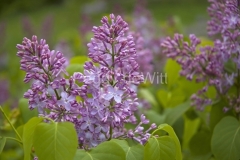 Lilacs-Closeup-690