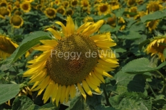 Sunflower-Close-up-959