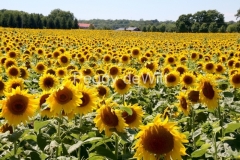 Sunflower-Field-Waupoos-3417